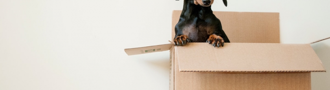 How to Move Your Pets Safely and Comfortably
