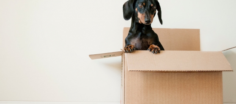 How to Move Your Pets Safely and Comfortably